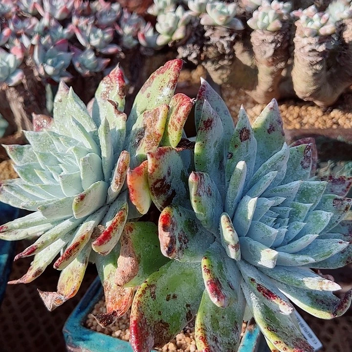 8626牡丹仙女杯多肉