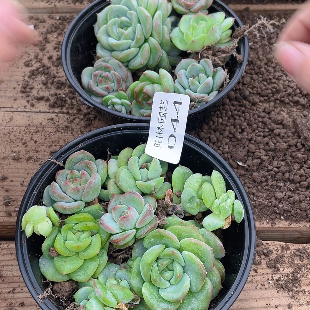 离***月多肉植物多肉植物44