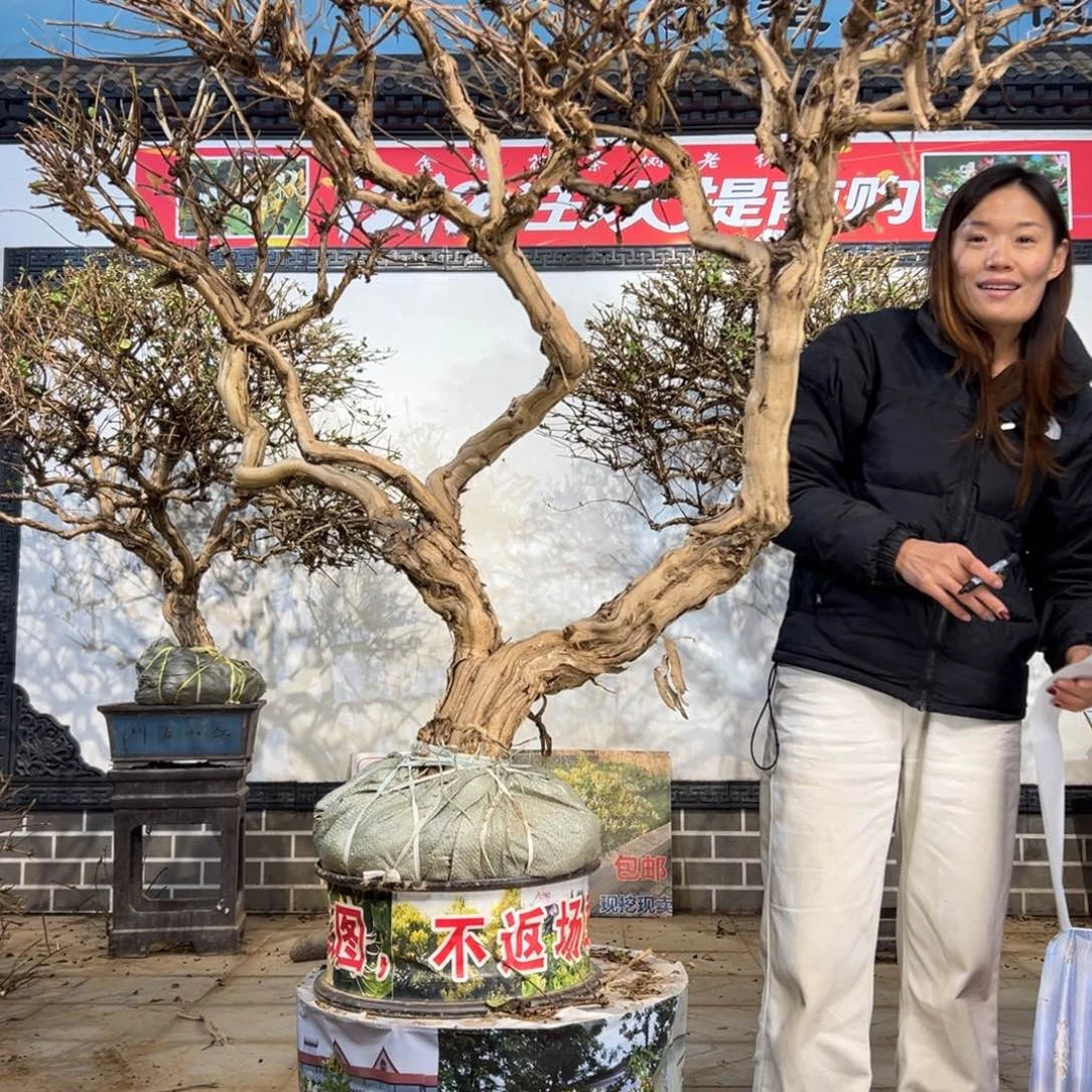 无花朵金银花588888888888888