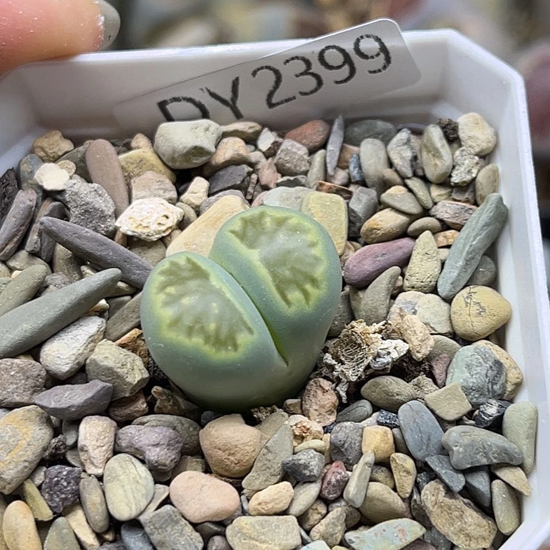 一物一拍绿菊2399