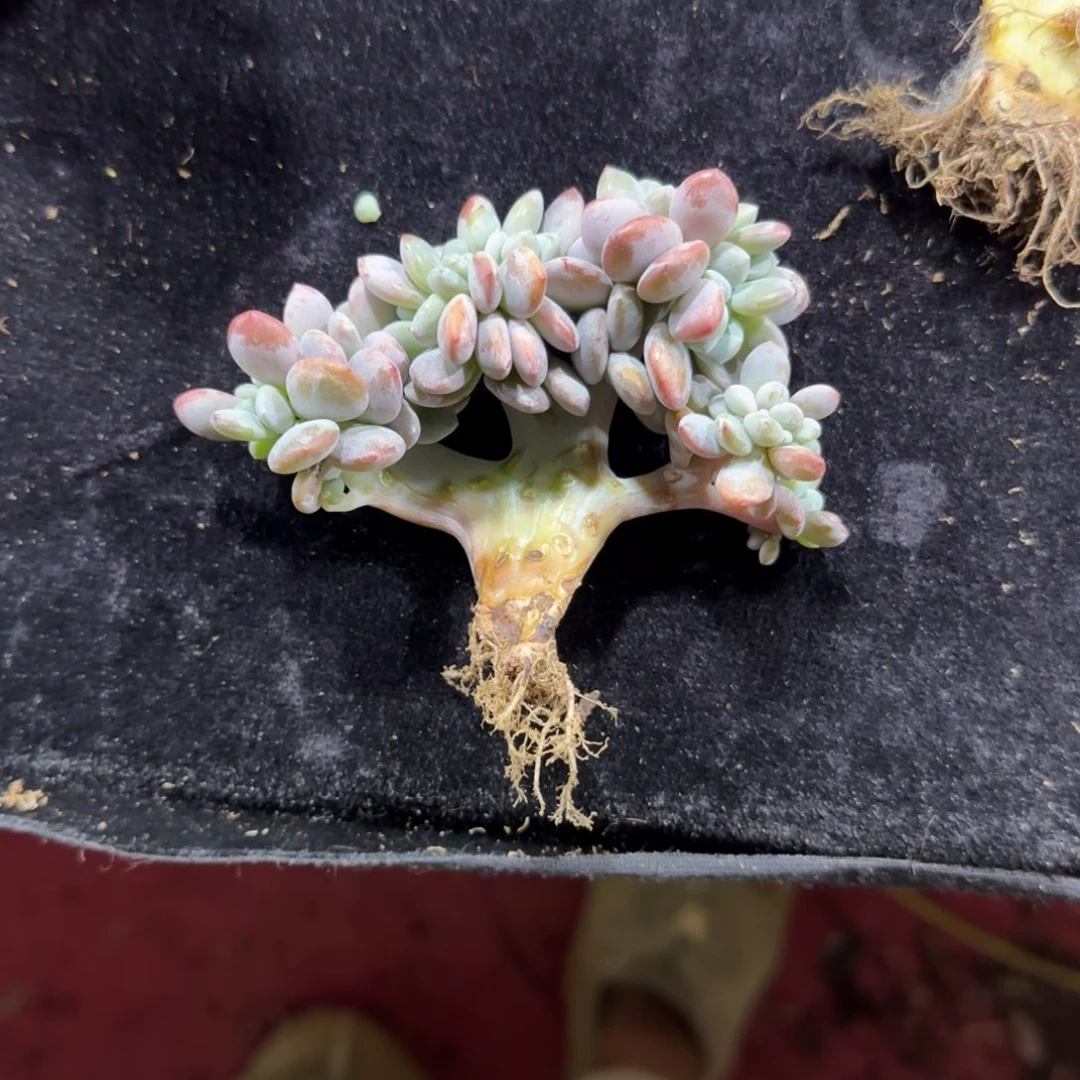 粉兔小树缀化一物一拍