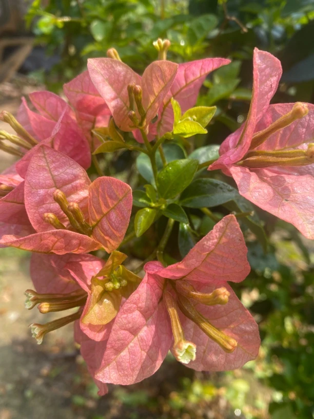 百号 三角梅老桩（一物一拍，以直播间为准）