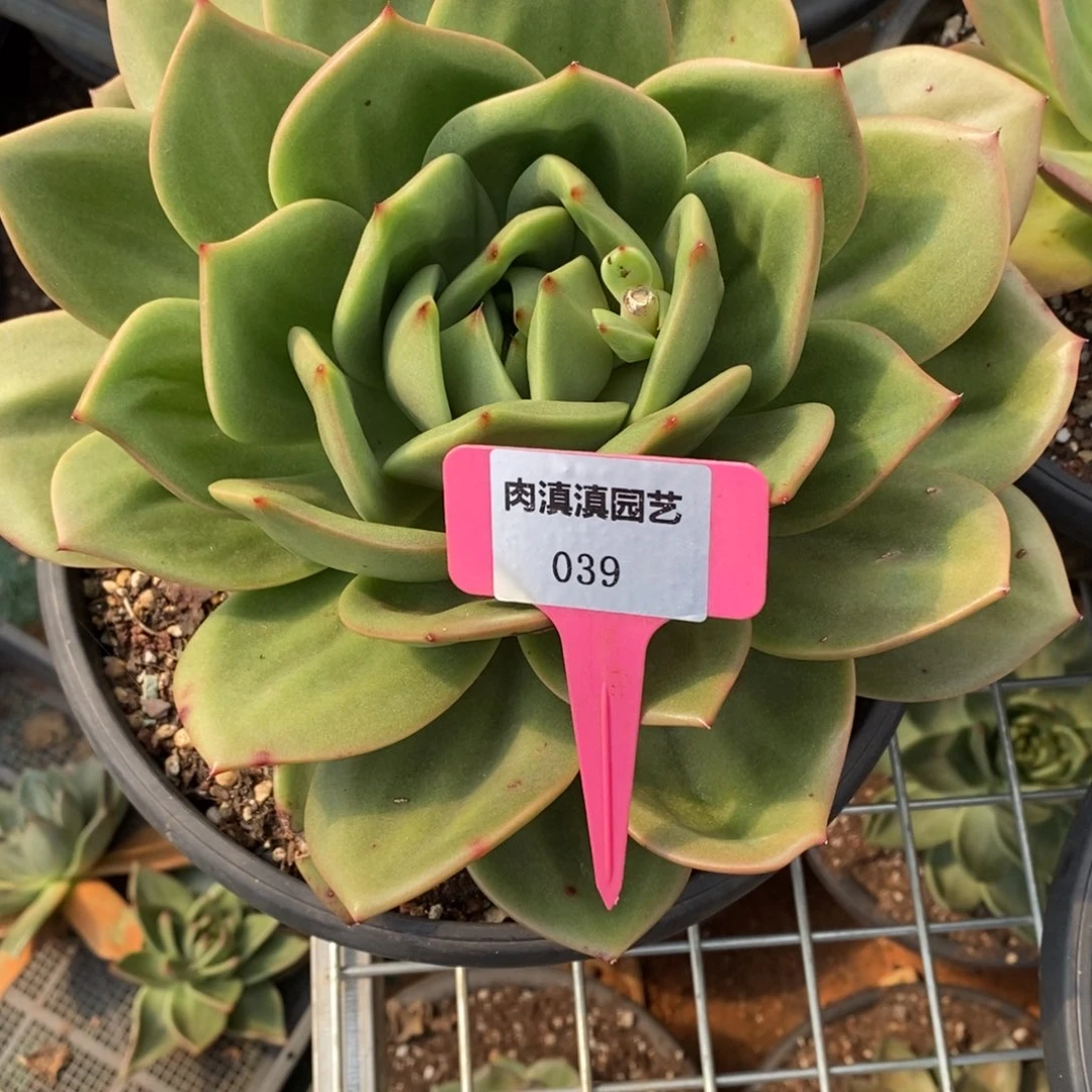 幸***子x039-多肉植物 翠鸟