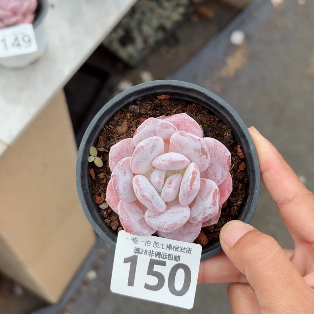 胖雪橙无盆土发货