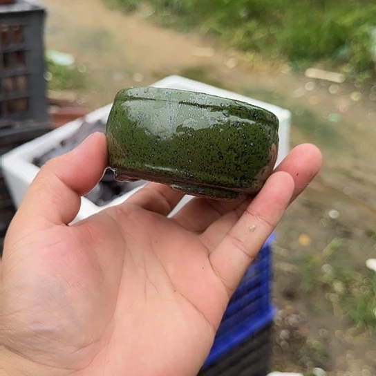 是一个集休闲农业的休闲胜地以及现代