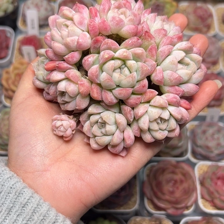 仔*257 多肉植物组合