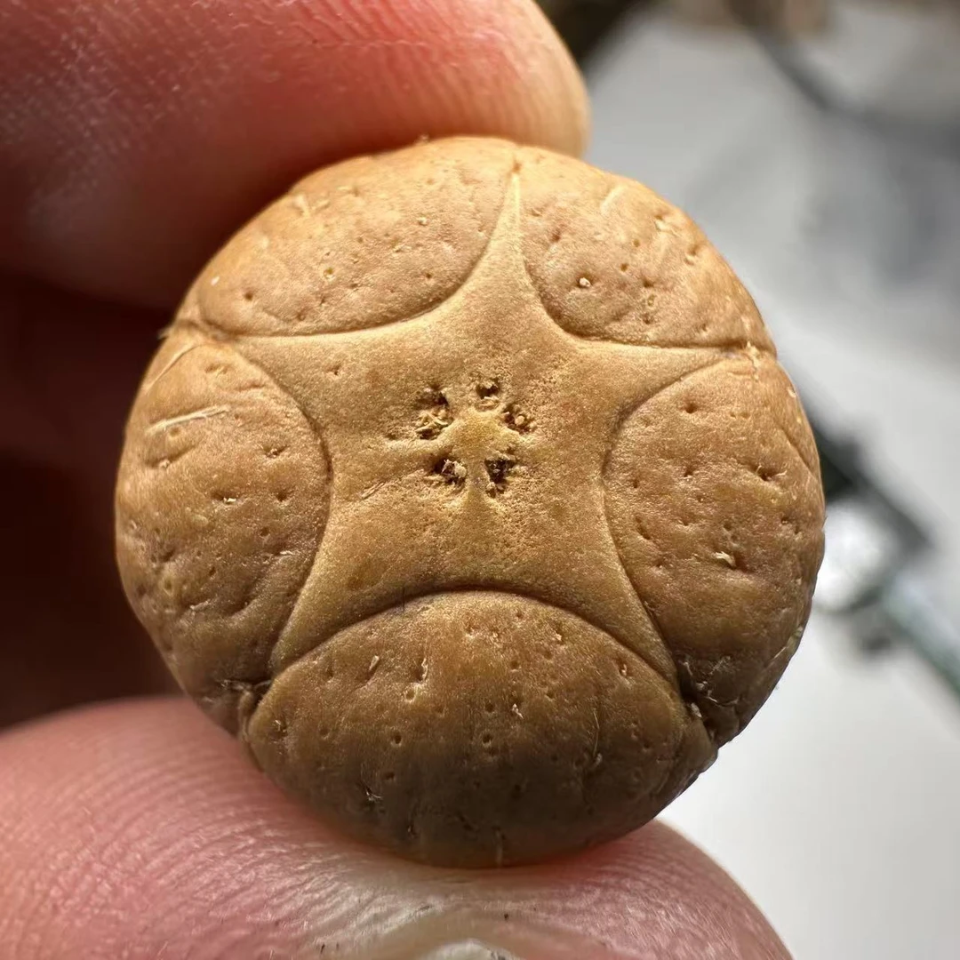 尼泊尔五星菩提，尺寸19，sss系列，货号63