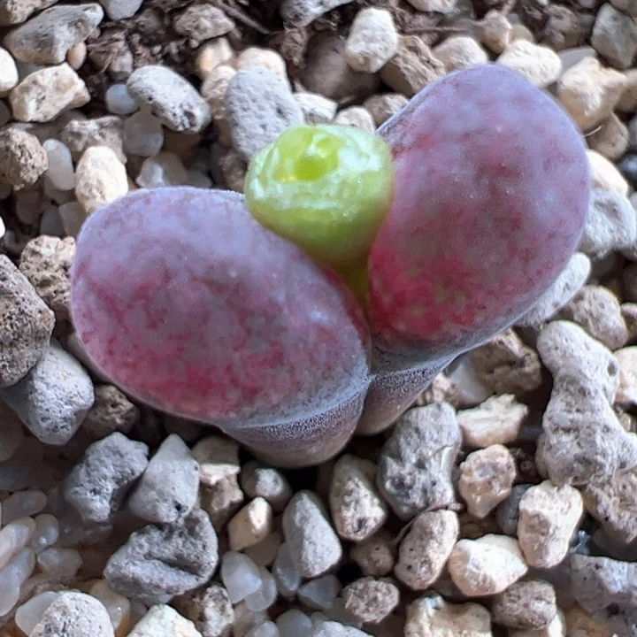 w/64。  双节捡漏场。