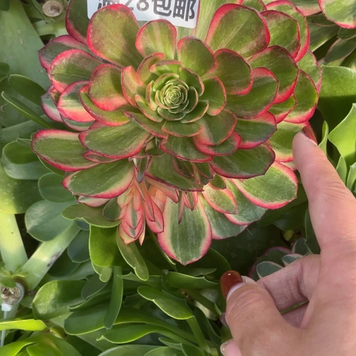 1452三号棚嫁接黑魔锦