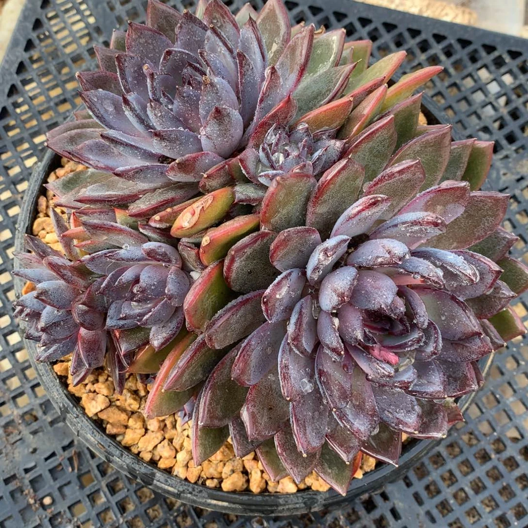 星云之吻一物一拍