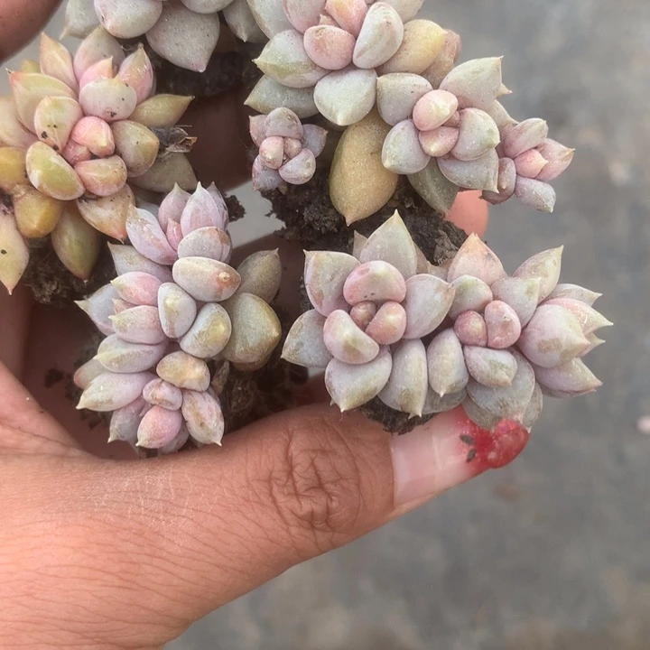 象牙群5颗。包邮。多肉