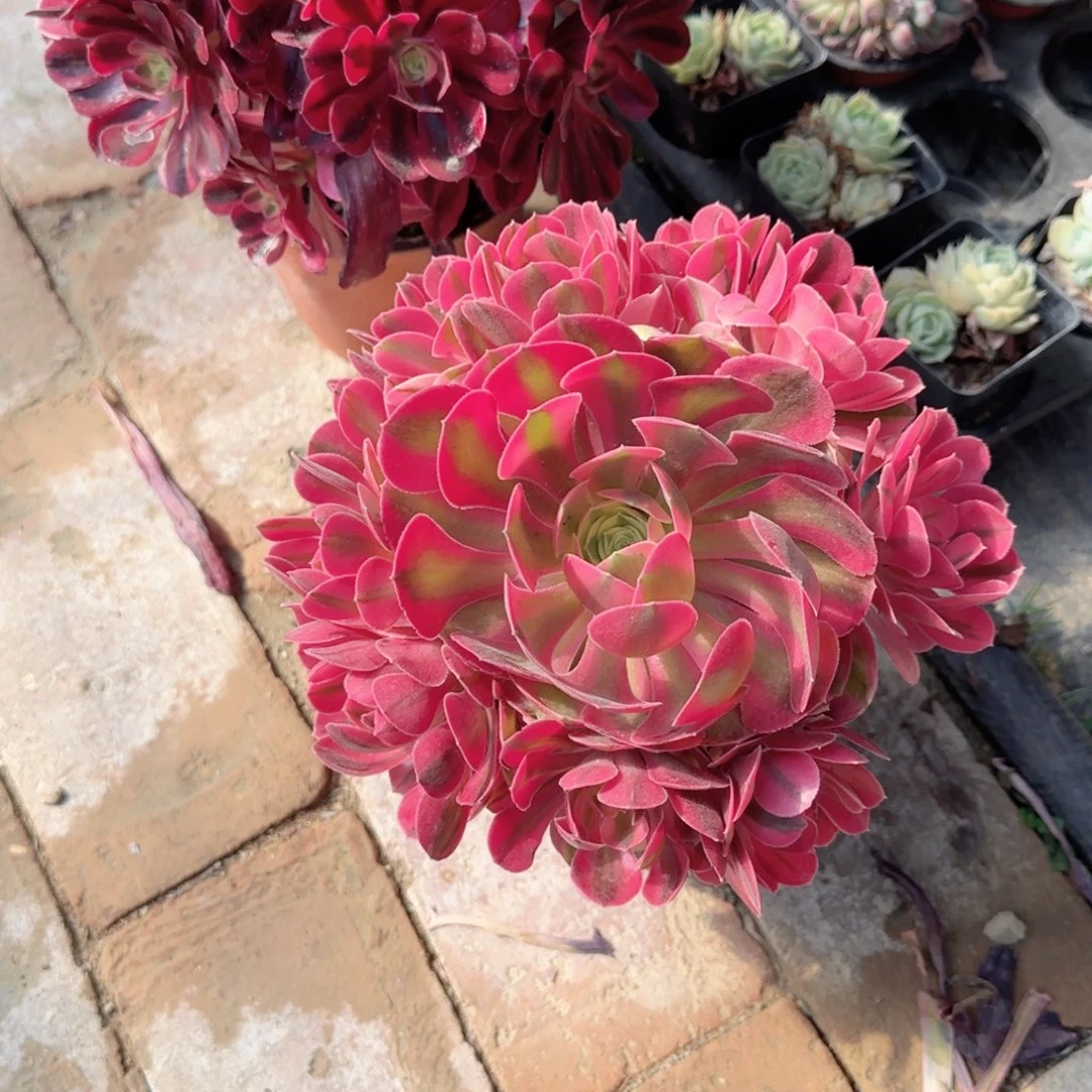 粉女巫小号手捧多肉