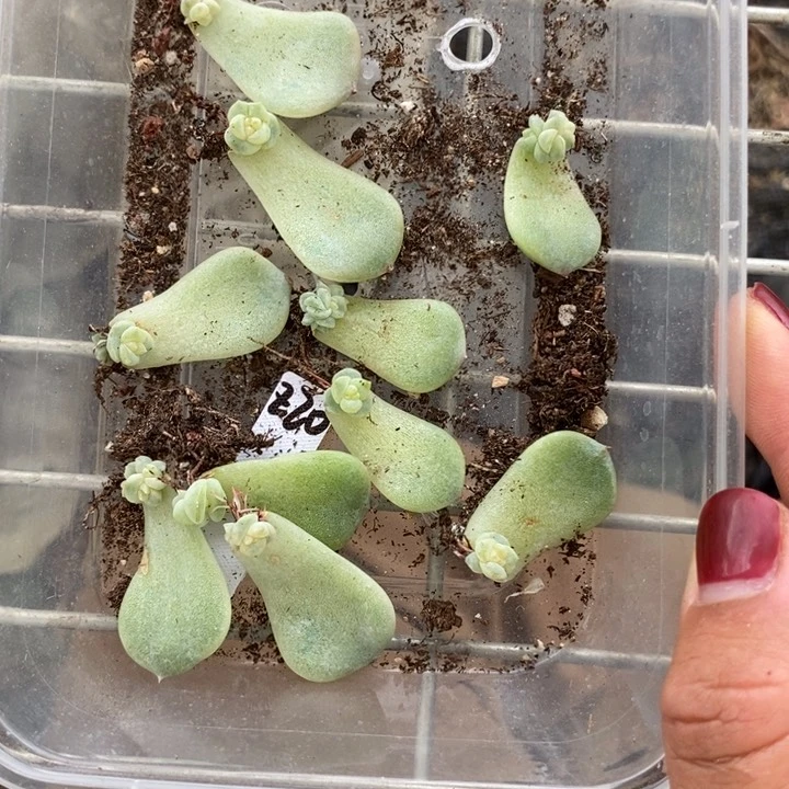 标签39珍妮z20芽苗一个多肉