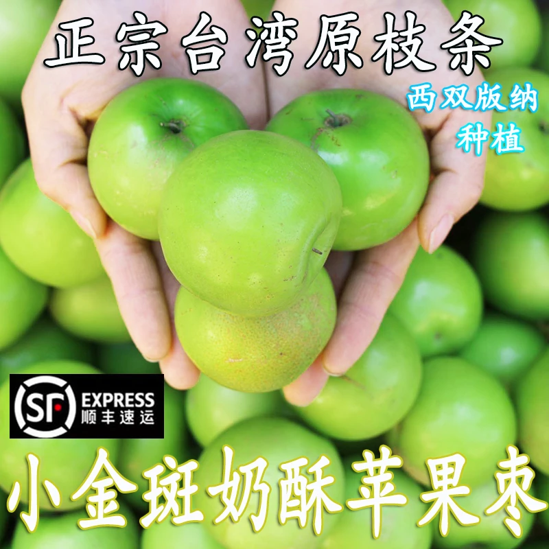 【顺丰包邮】正宗西双版纳小金斑奶酥苹果枣3/5斤新鲜现摘爆甜多汁