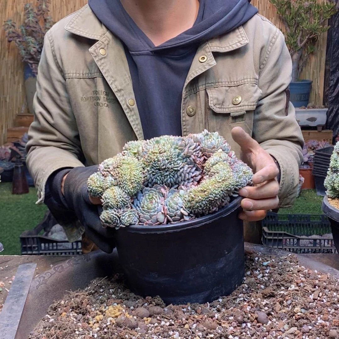 小*将A176 号白胖子多肉