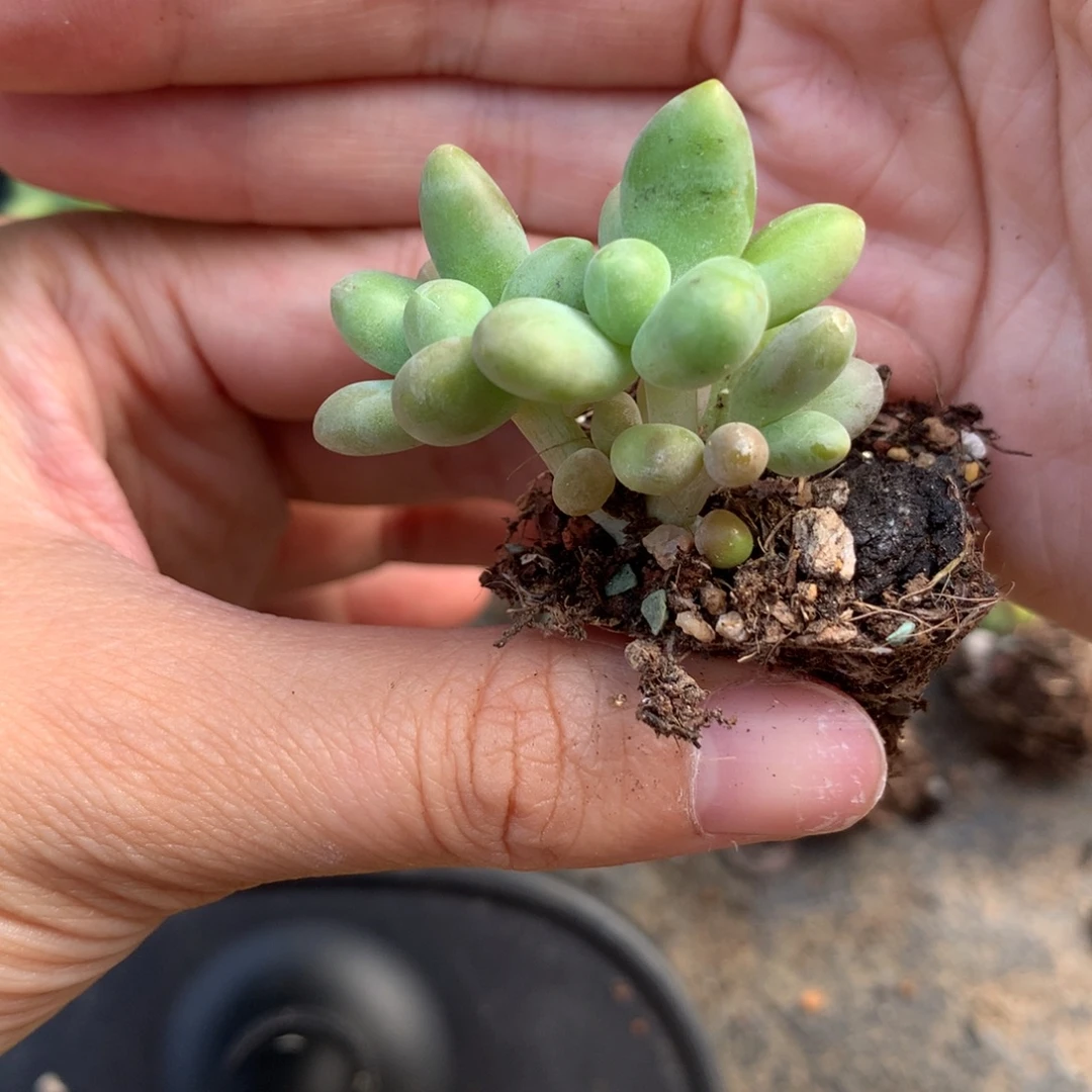 芒果奶酪多肉锦 芒果奶