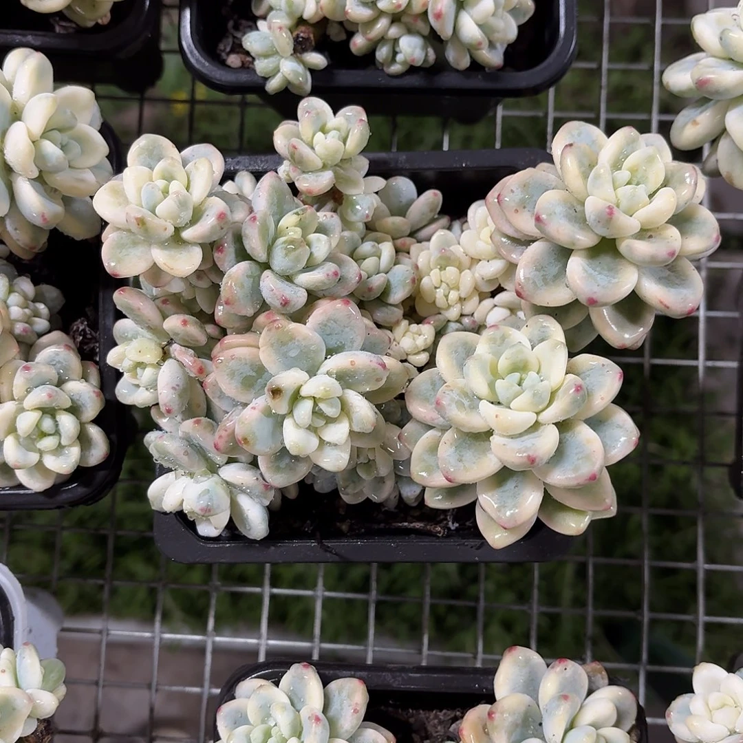 罗琦老桩冠幅15㎝左右