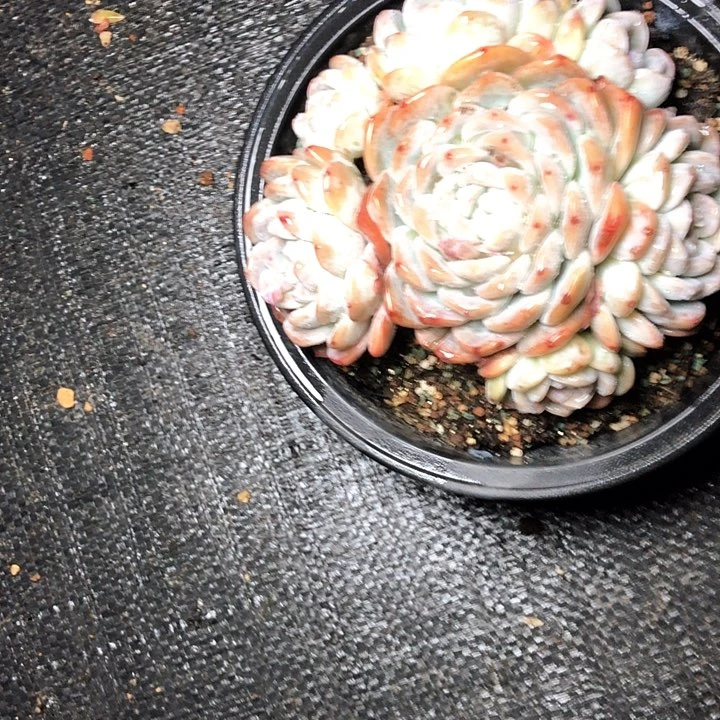 糖***呀55////////////