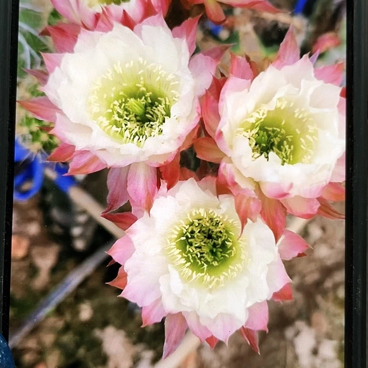 cc158侧芽歪5公分左右满18包邮