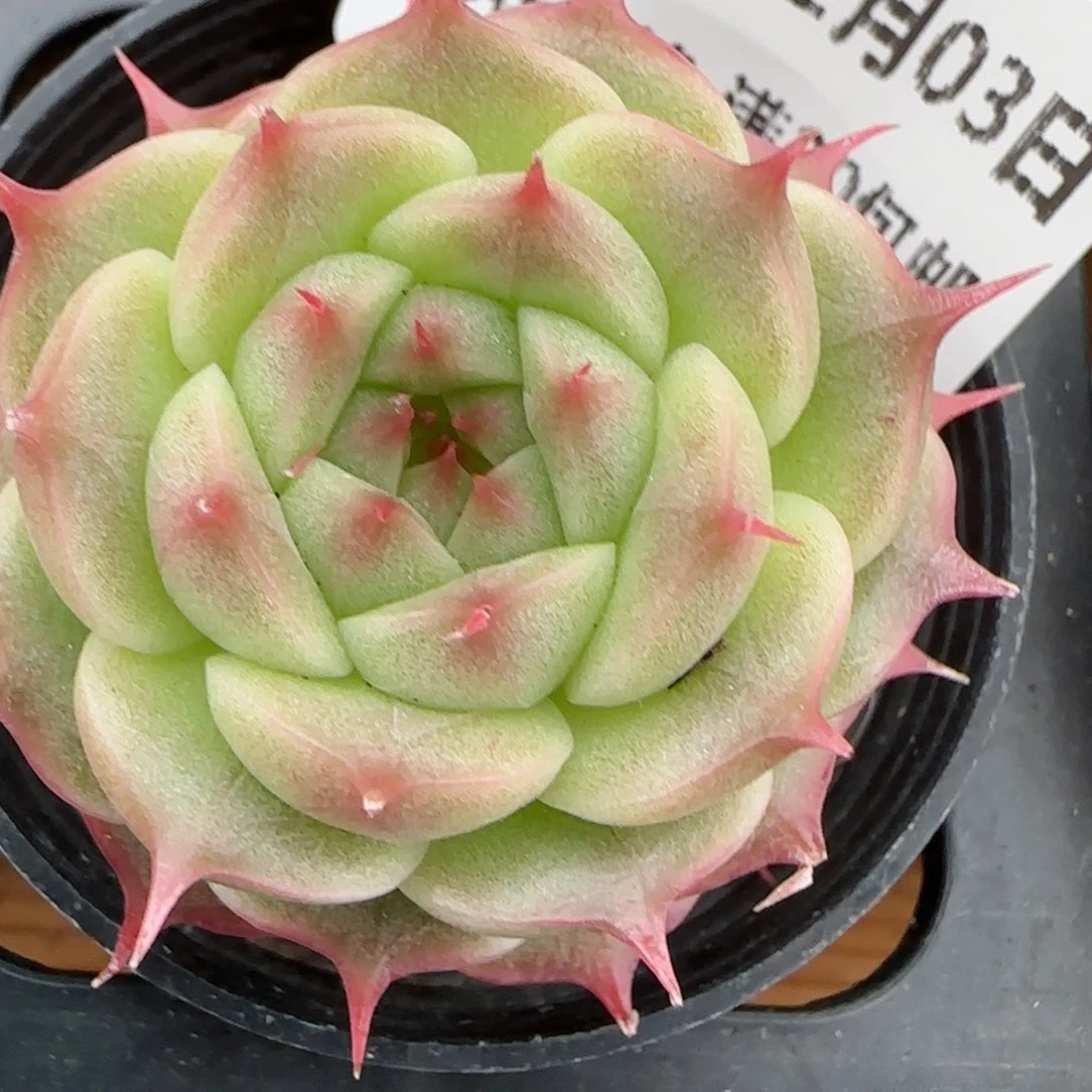 花语逸镜0203-391