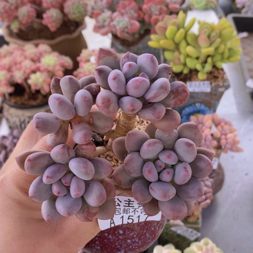 仙子奶有掉叶9cm1517多肉植物