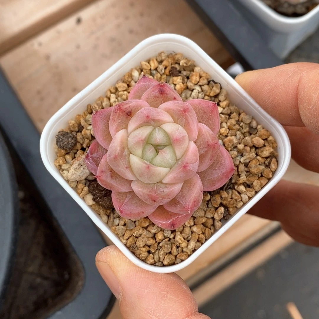 精品多肉一物一拍不包整27