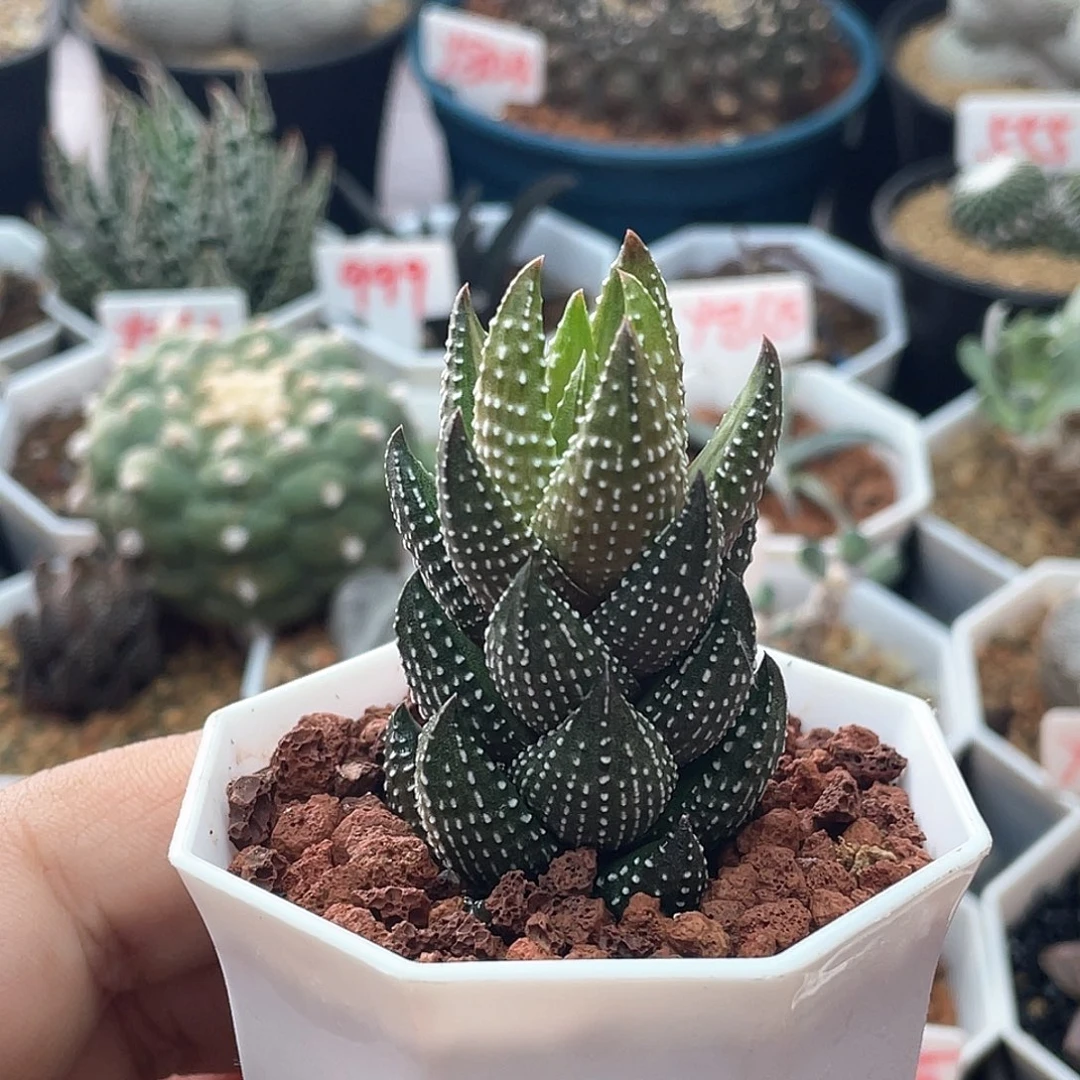 实生丸叶九轮塔 致远多肉