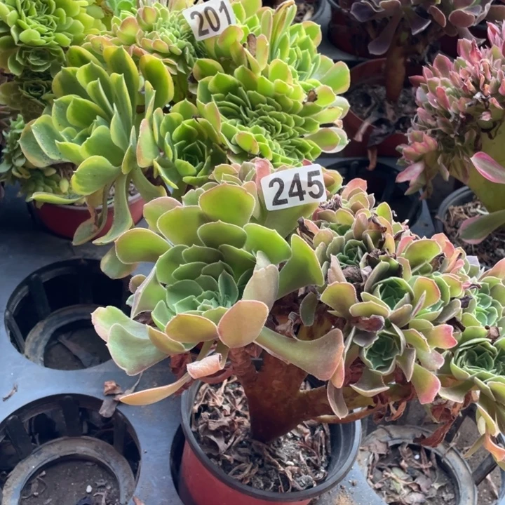 18厘米左右801青蒙，245玫瑰