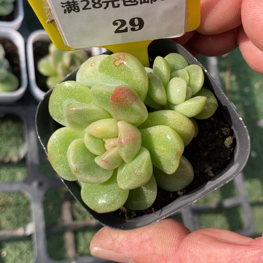 629冰玉石化双头带锦