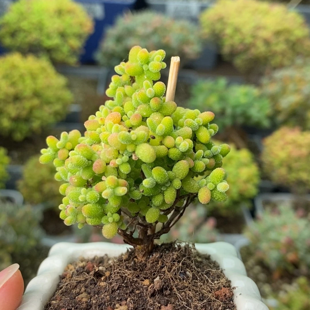 0979蜜橘糖球 。