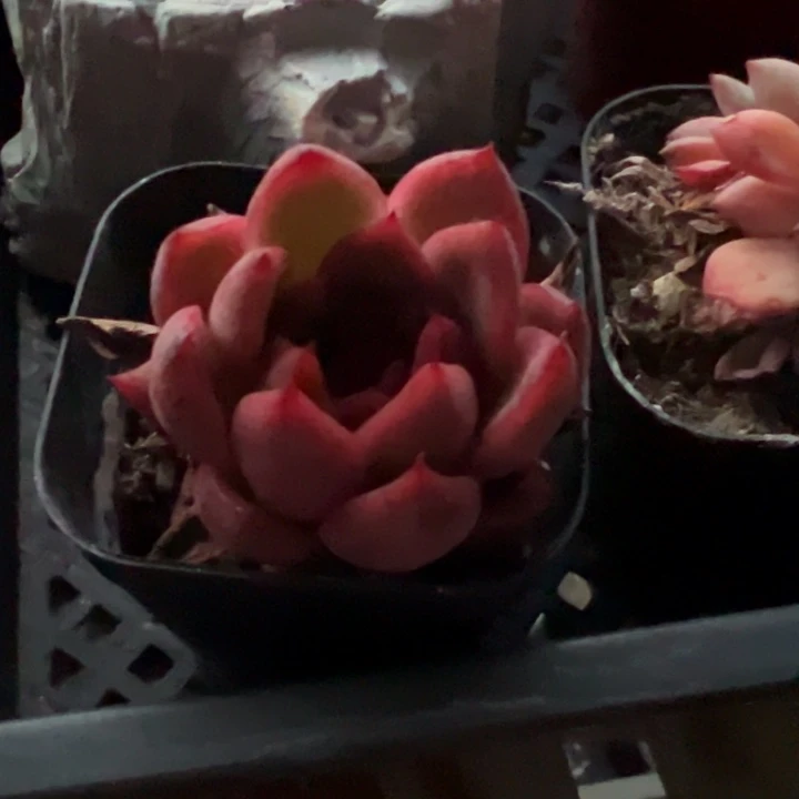 1028不知名红色多肉植物