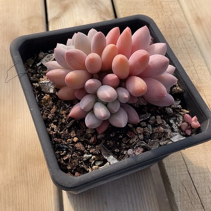 103 多肉不带盆土20包邮发货