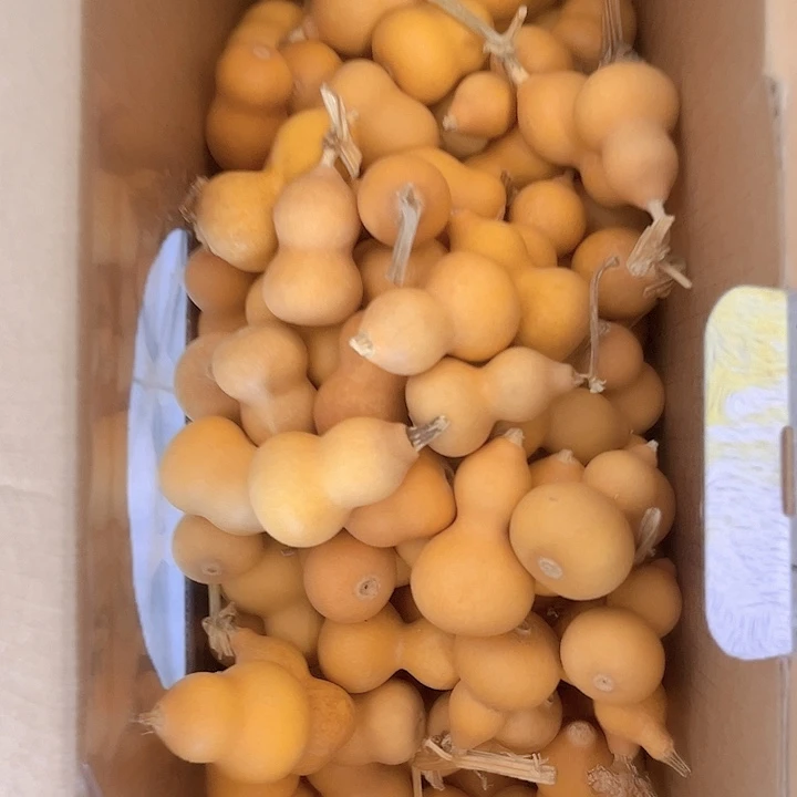 葫芦草里金草里金