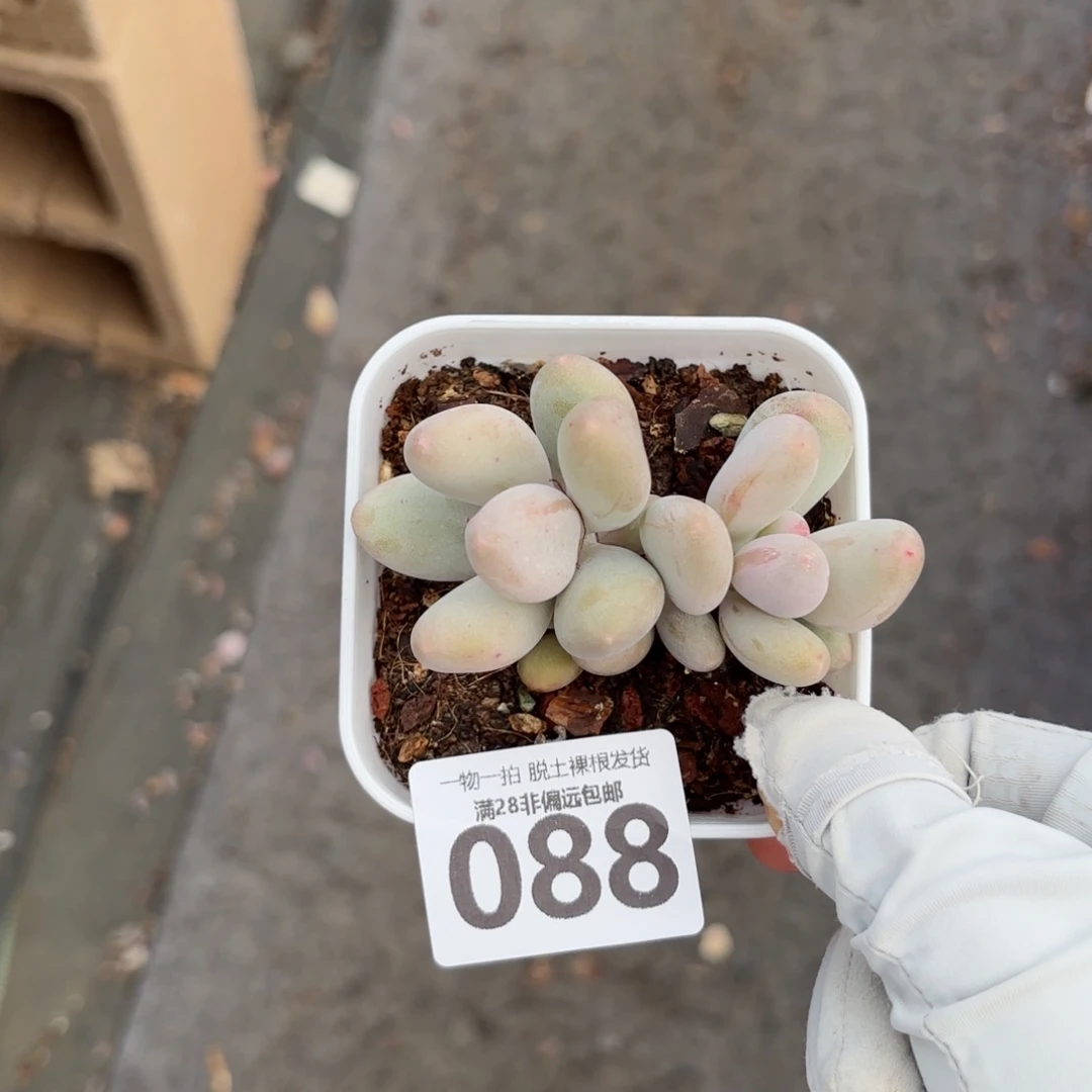 米可奶无盆土发货