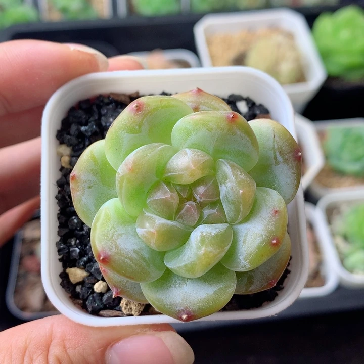 58包邮  群生不包整 106