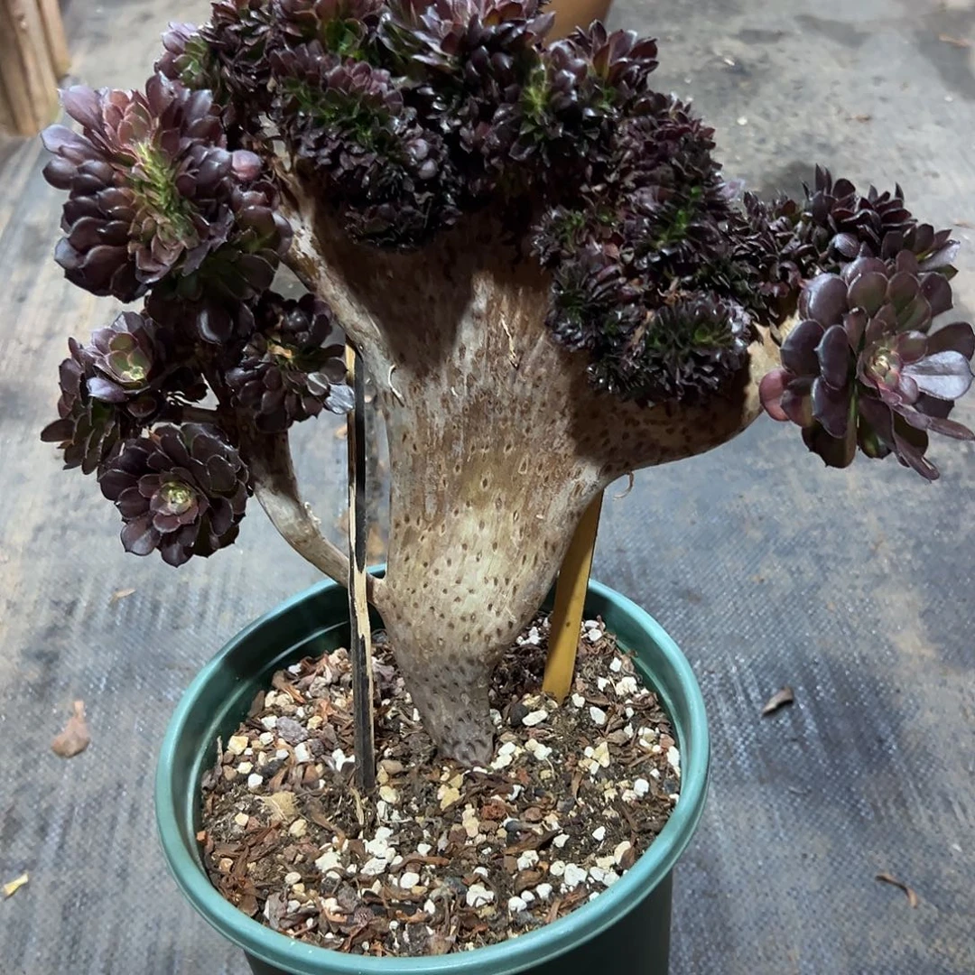 黑金刚缀化老桩厚板