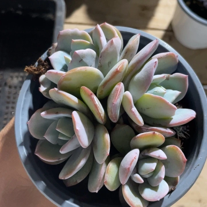 韩版奶茶4头无砍，包正版