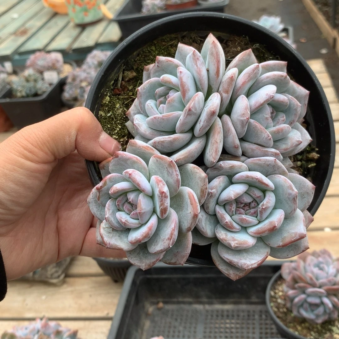 无花朵无砍哈哈哈哈哈哈哈哈2