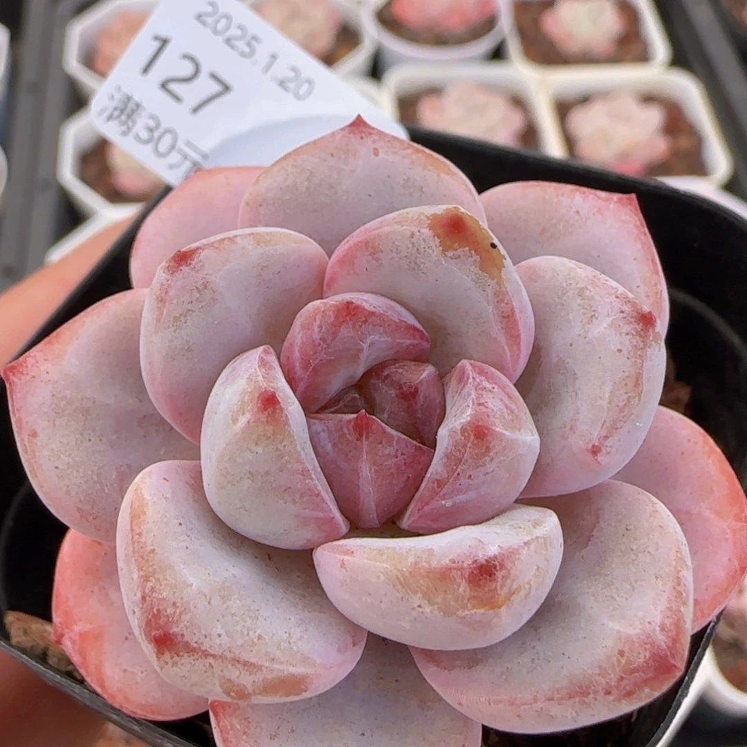 星星雪老桩一颗脱土