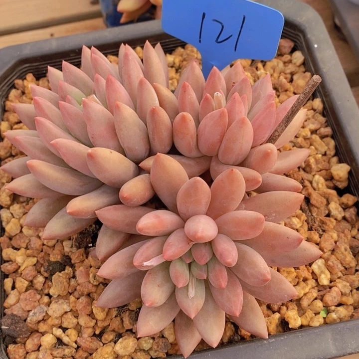 知****?在家闲不住吗笑哈哈