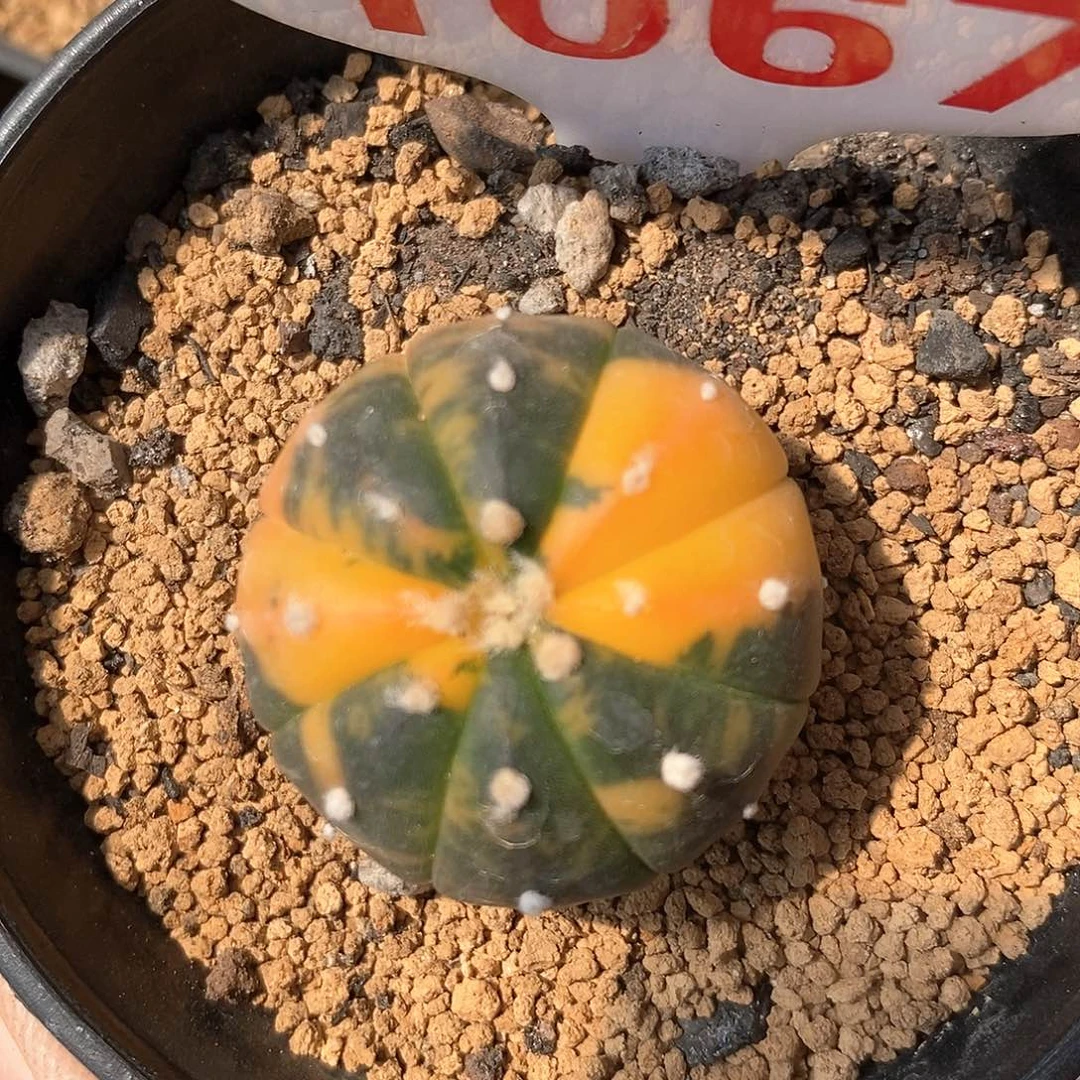 1067兜锦系列产品福利来