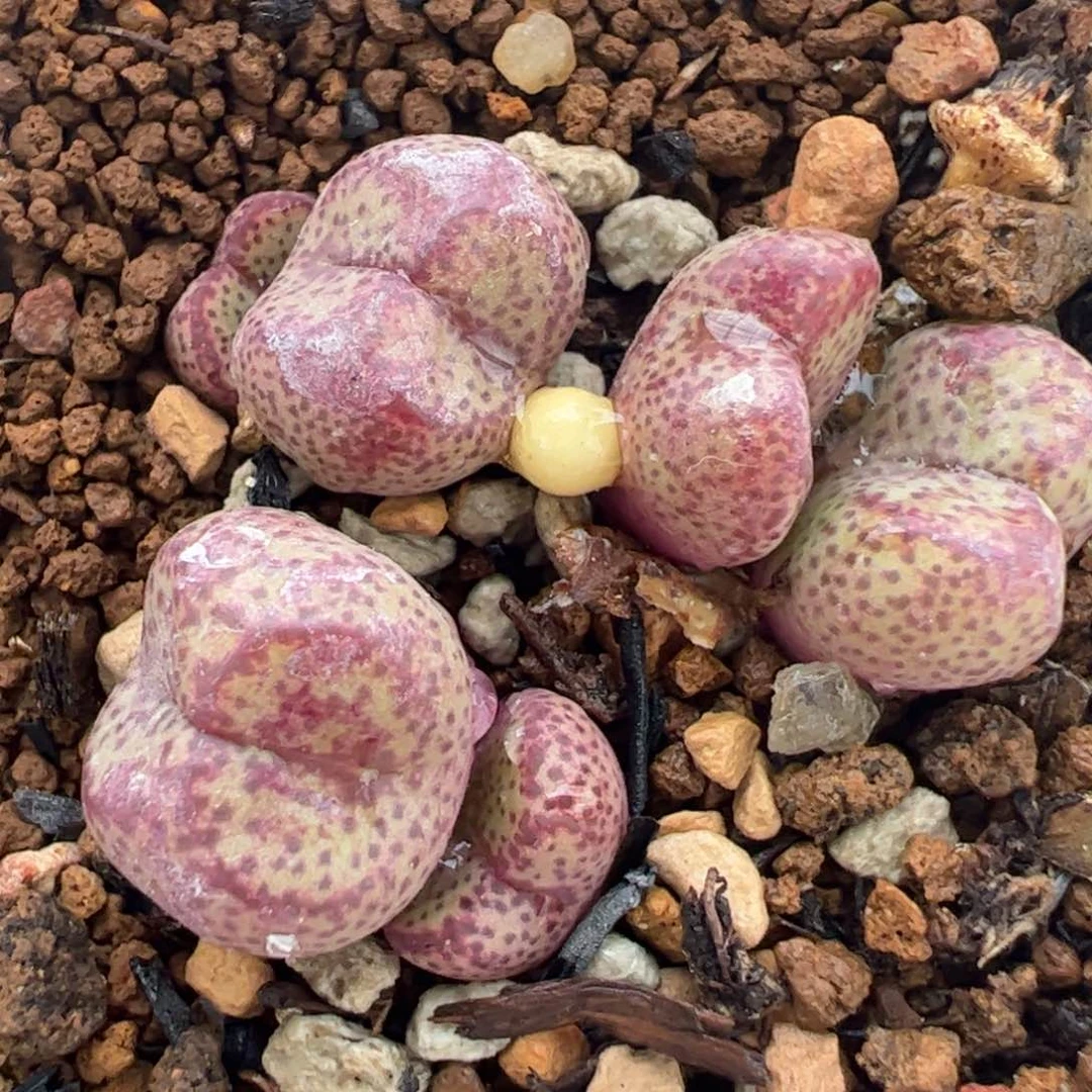 14多肉植物百科名片