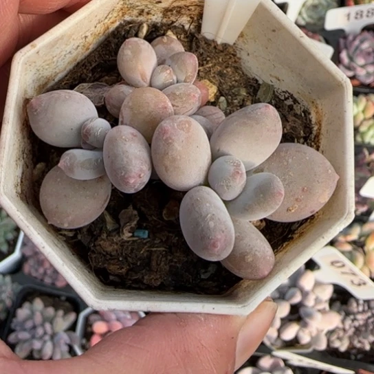 257苹果奶多肉植物多