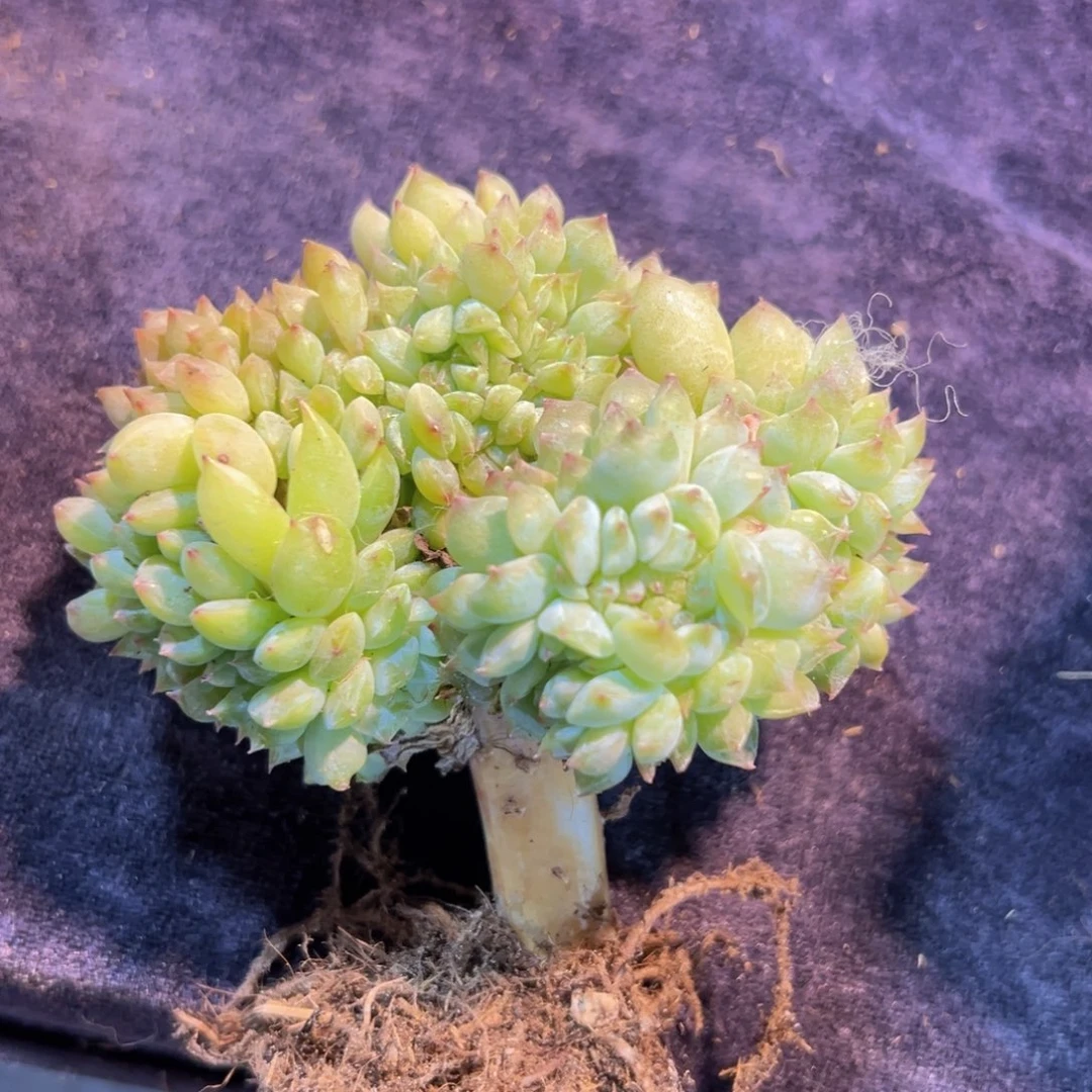 乔*新年快乐啊宝宝们888888888