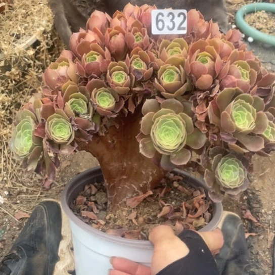 22厘米玫瑰朵朵有个吧