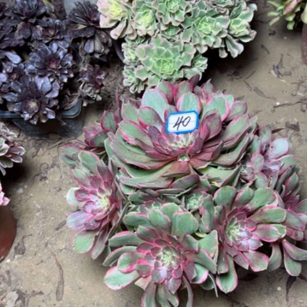 【闪购商品】一*粉花妖40