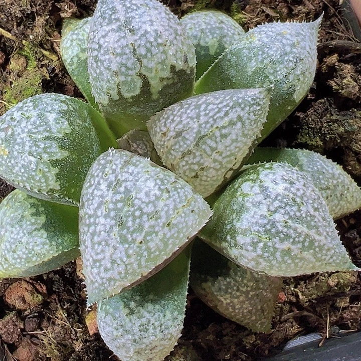 粉白银寿19包邮多肉