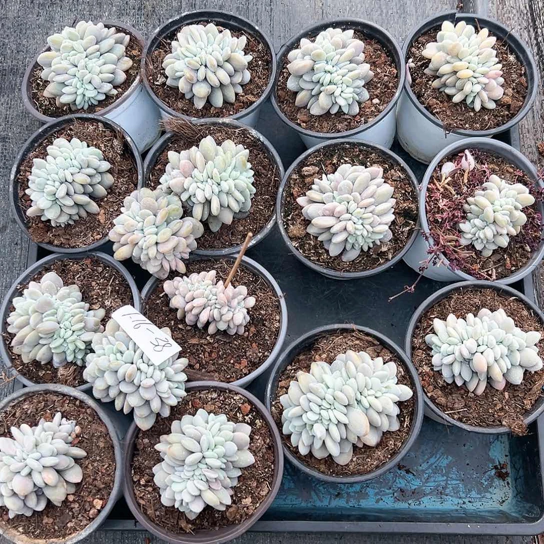 119-38小粉兔缀化随机