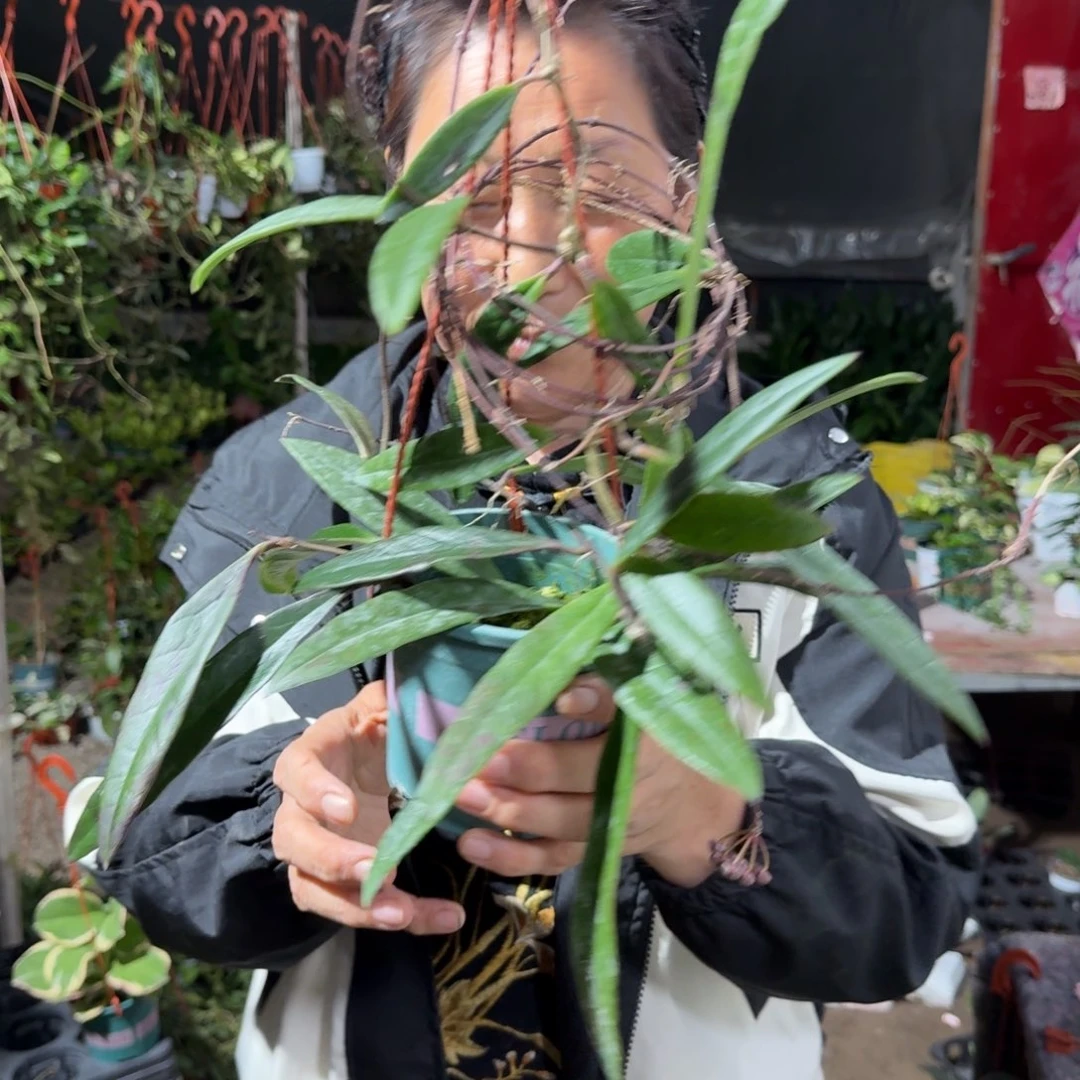苏拉威西球兰带花梗