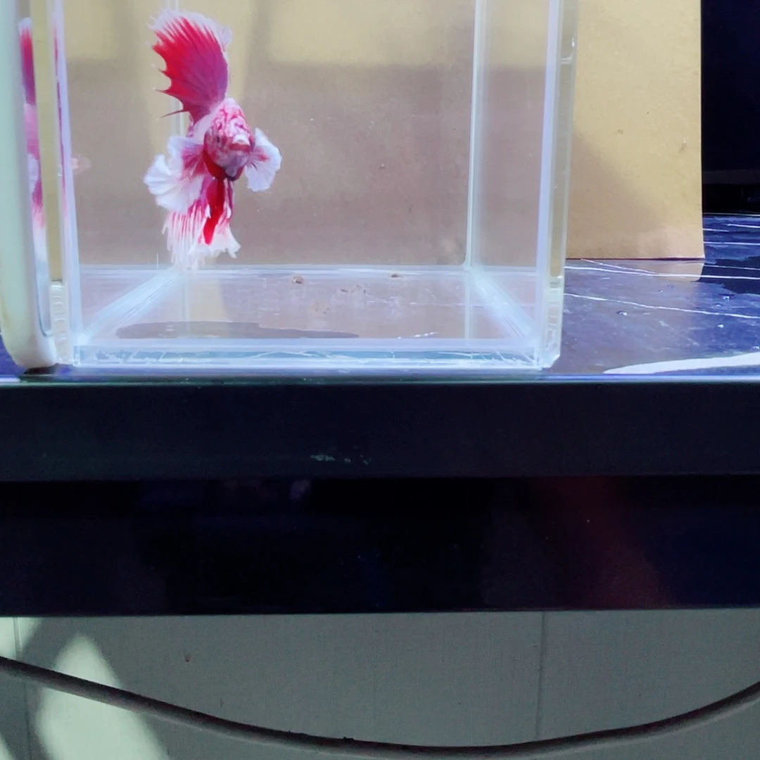 斗鱼跑单小黑屋38